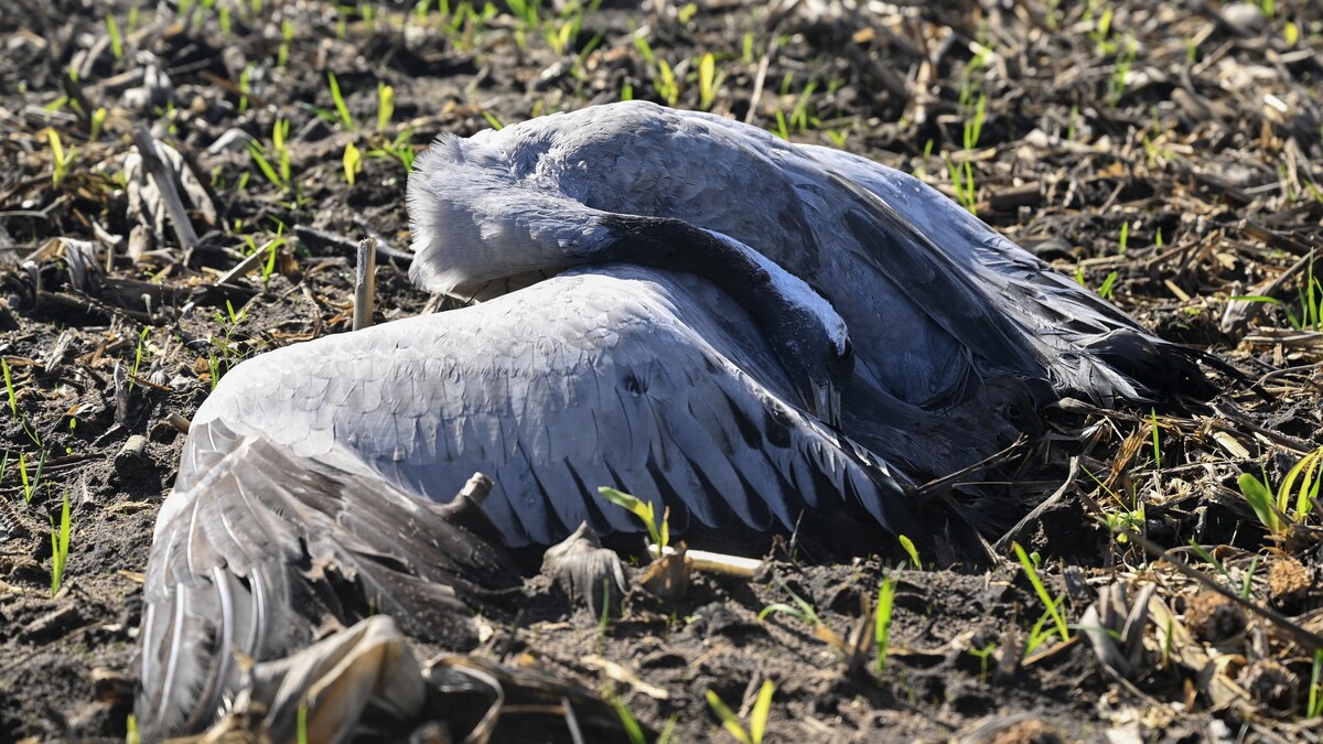 Een Dode Kraanvogel Besmet Met Vogelgriep In Frankrijk
