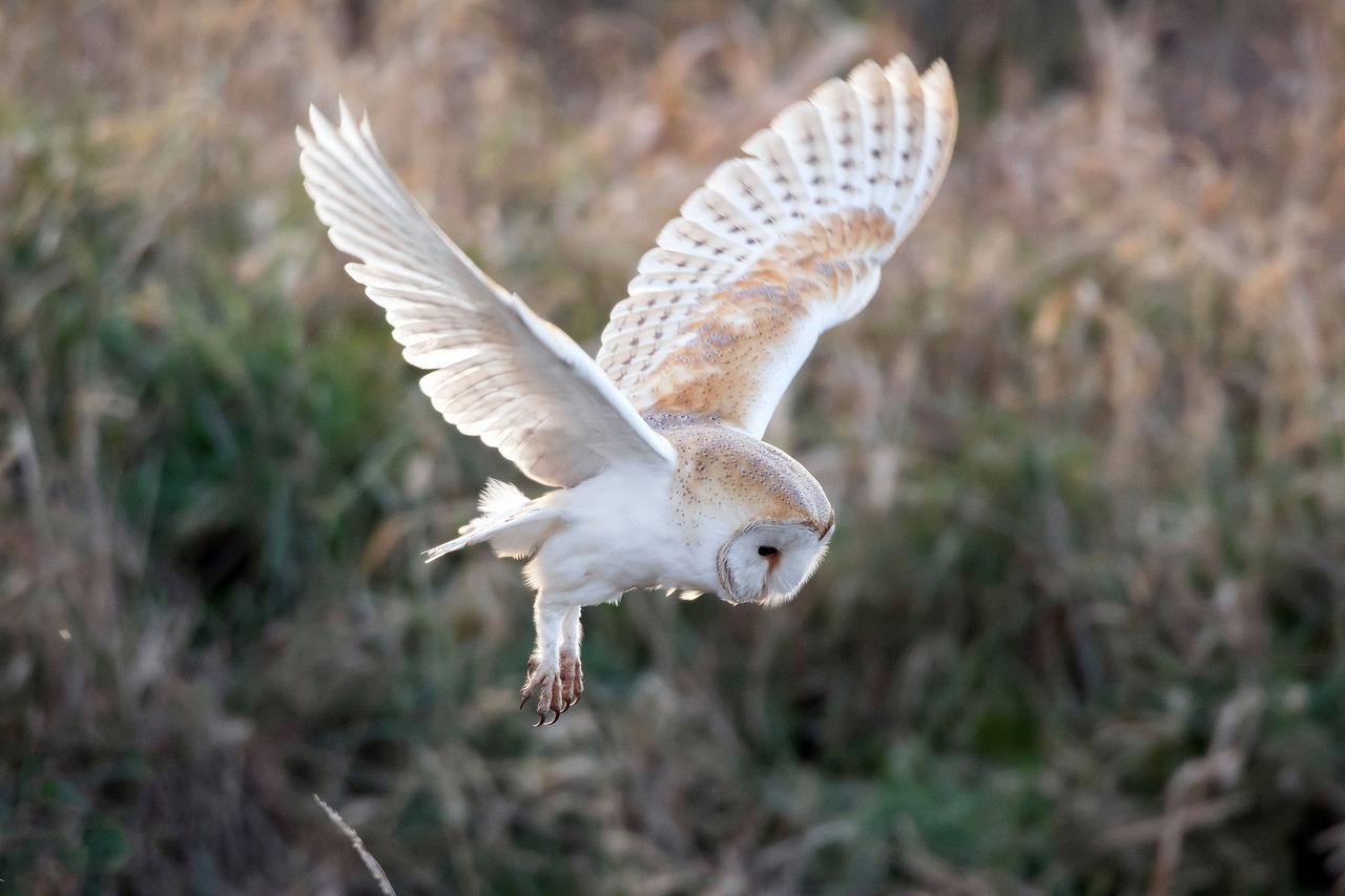 Owl 4655594 1280