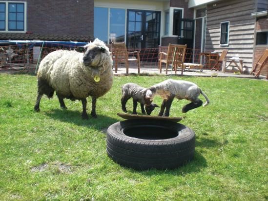 schaap-achtertuin-15-09-2021-FE7B8846-FB22-4B7D-8DC289D1E0A99CBF.JPG