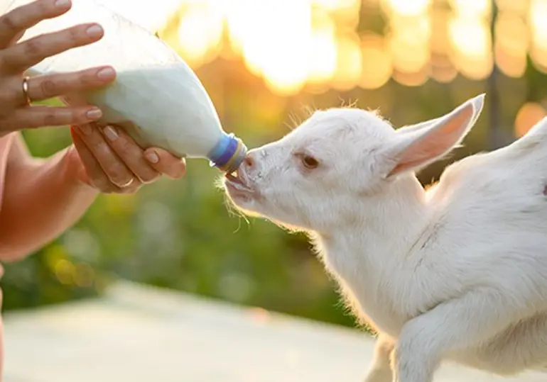 Dieren Ehbo