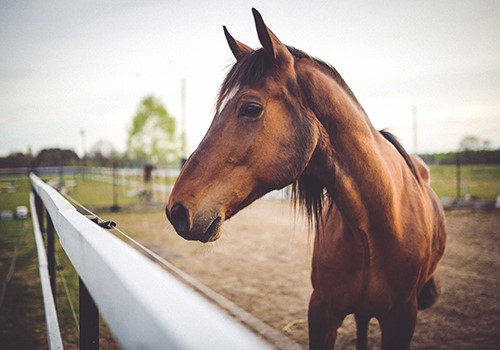 Paarden
