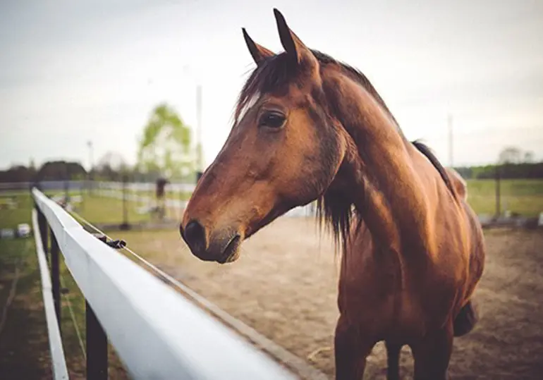 Paarden