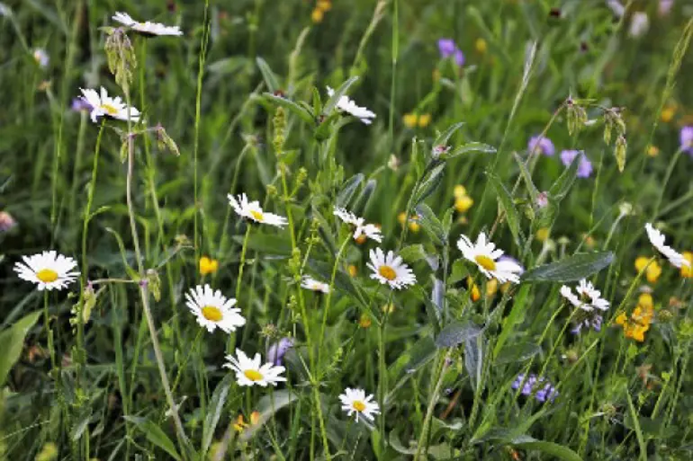Wilde Planten Herkennen