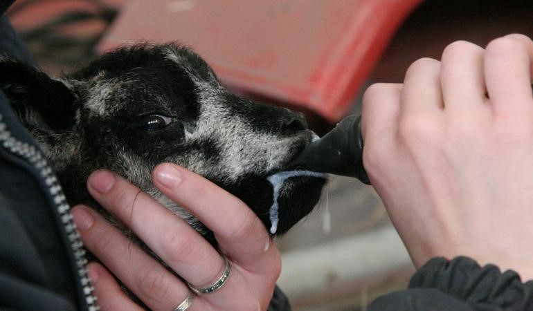 Foto Lammetje Voeren Met De Fles