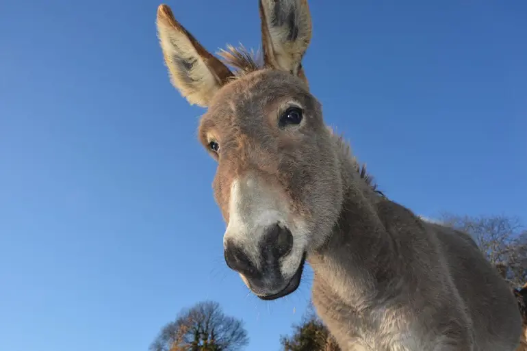 Donkey 2996965 1920.A198c0