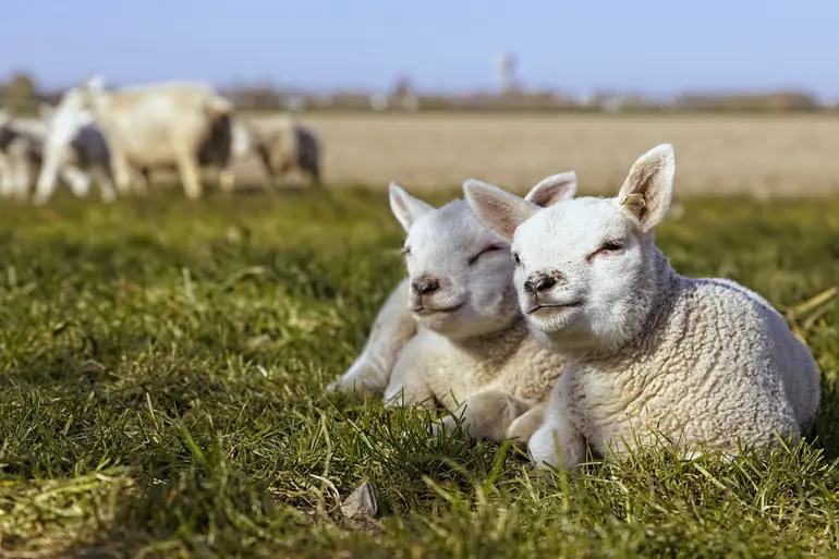 Lambs 5074385 960 720